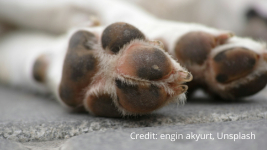 Close-up of a dog's front paws resting on a stone surface, with the dog lying down out of focus in the background. Credit: engin akyurt, Unsplash.
