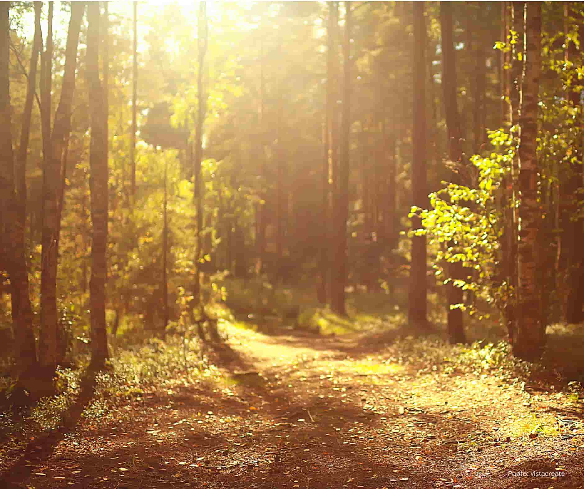 Woodland with sun rising creating a golden glow through the trees