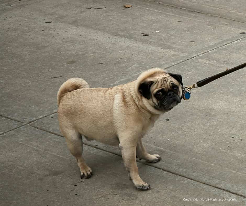 pug dog resistance A fawn-colored pug dog stands on a concrete sidewalk, looking back over its shoulder with a slightly reluctant expression. The pug is wearing a collar with a blue tag and is attached to a brown leash held off-frame to the right. The background is plain concrete with faint lines and a few small scattered debris. Photo credit: Vidar Nordli-Mathisen, Unsplash.